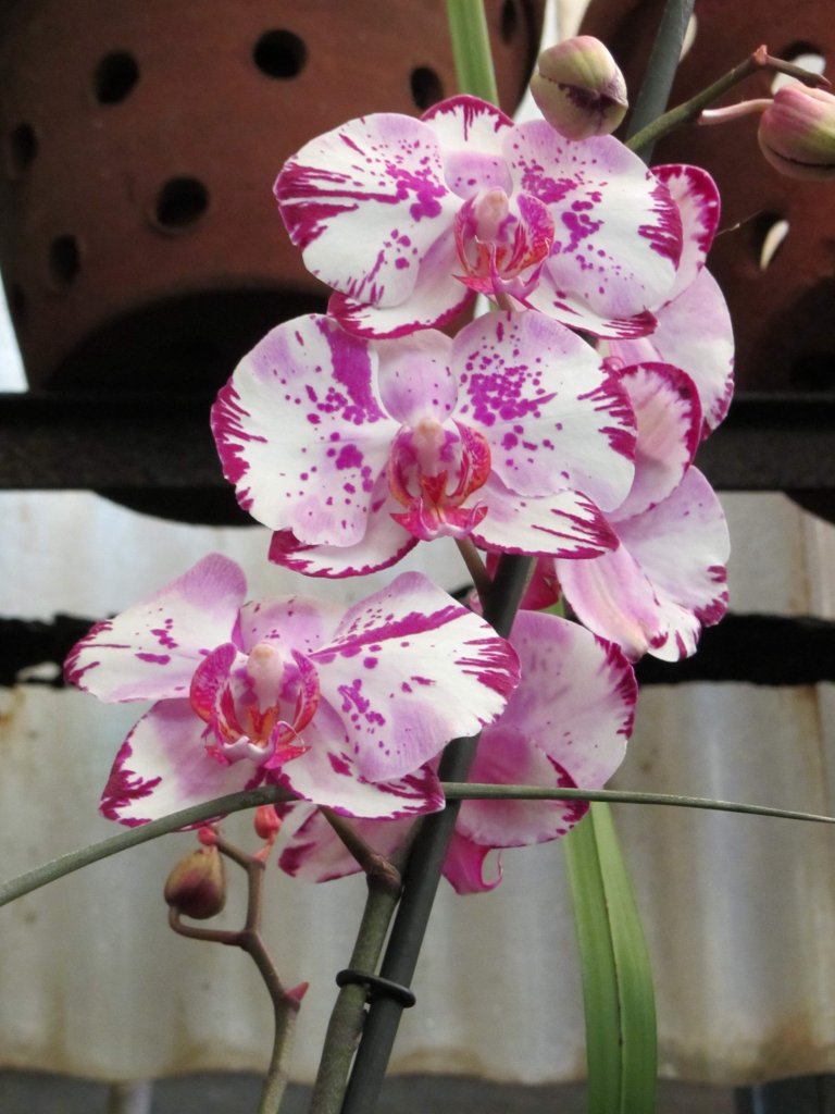 406_2011051508_Paradise_Orchids